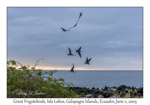 Great Frigatebirds