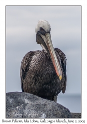 Brown Pelican