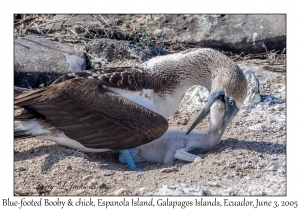 Blue-footed Booby & chick