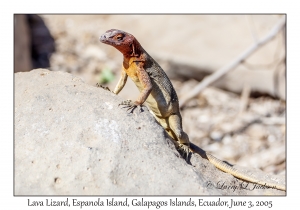 Lava Lizard