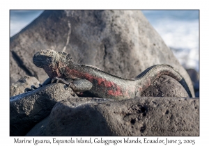 Marine Iguana