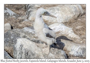 Blue-footed Booby