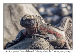 Marine Iguana