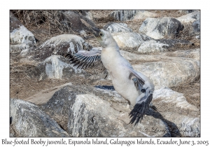 Blue-footed Booby