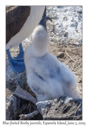 Blue-footed Booby