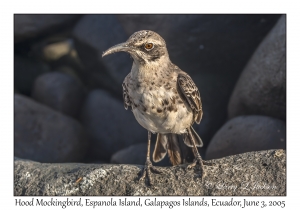 Hood Mockingbird