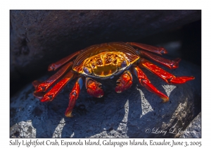 Sally Lightfoot Crab