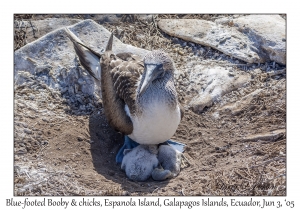 Blue-footed Booby & chicks