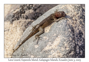 Lava Lizard