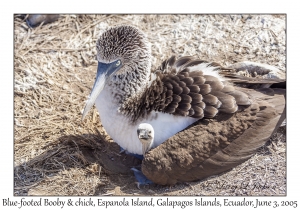 Blue-footed Booby & chick