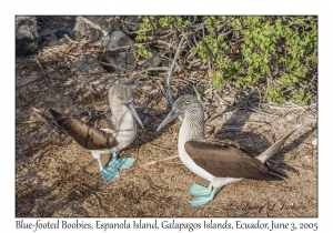 Blue-footed Boobies