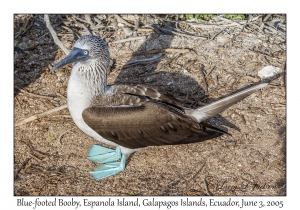 Blue-footed Booby