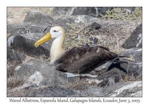 Waved Albatross