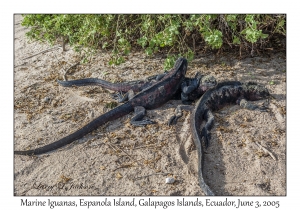 Marine Iguanas