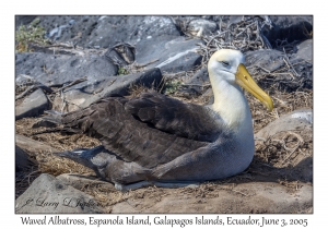 Waved Albatross