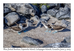 Blue-footed Boobies