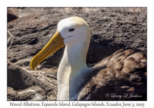 Waved Albatross