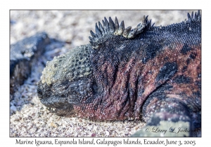 Marine Iguana