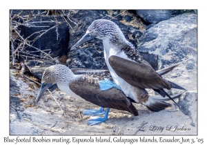 Blue-footed Boobies