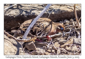 Galapagos Dove