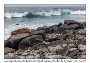 Galapagos Sea Lions