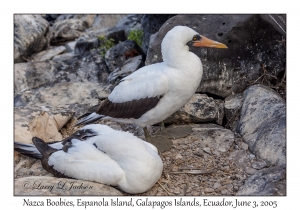 Nazca Boobies