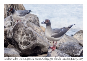 Swallow-tailed Gulls