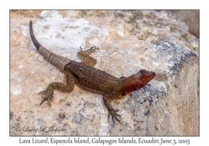 Lava Lizard