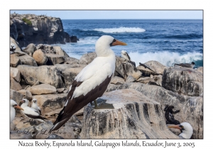 Nazca Boobies