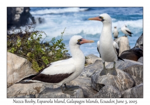 Nazca Boobies