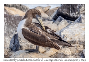 Nazca Booby