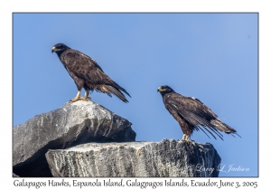 Galapagos Hawks