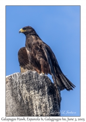 Galapagos Hawk