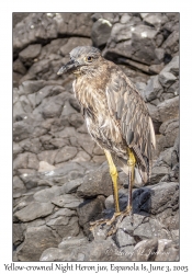 Yellow-crowned Night Heron