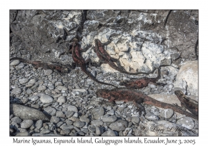 Marine Iguanas