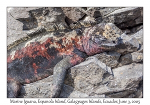 Marine Iguana