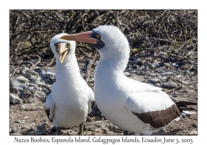 Nazca Boobies