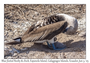 Blue-footed Booby & chick