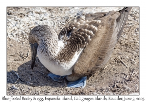 Blue-footed Booby & egg