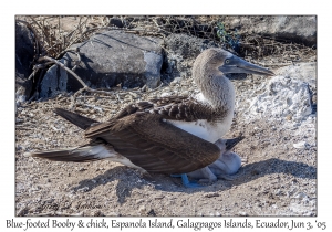 Blue-footed Booby & chick