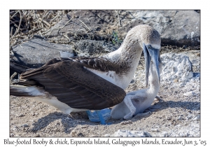 Blue-footed Booby & chick