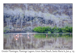 Greater Flamingos