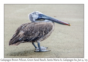 Galapagos Brown Pelican