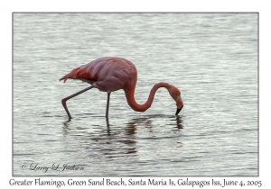 Greater Flamingo