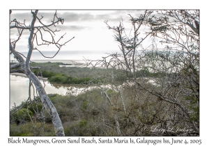 Black Mangroves