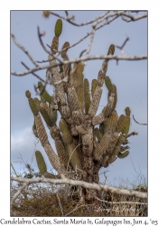 Candelabra Cactus