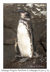 Galapagos Penguin