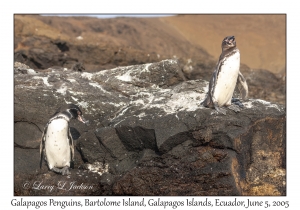 Galapagos Penguins