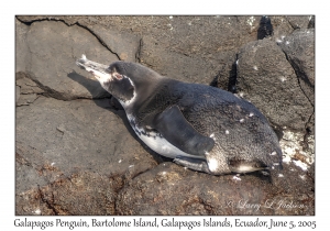 Galapagos Penguin