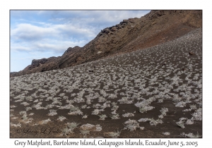 Grey Matplant